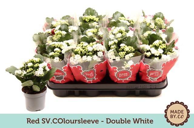 Picture of KALANCHOE WHITE + GLITTER