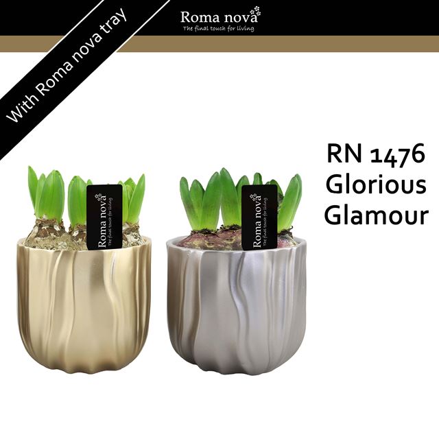 Picture of HYACINTHUS 03BULBS GLORIOUS GLAMOUR