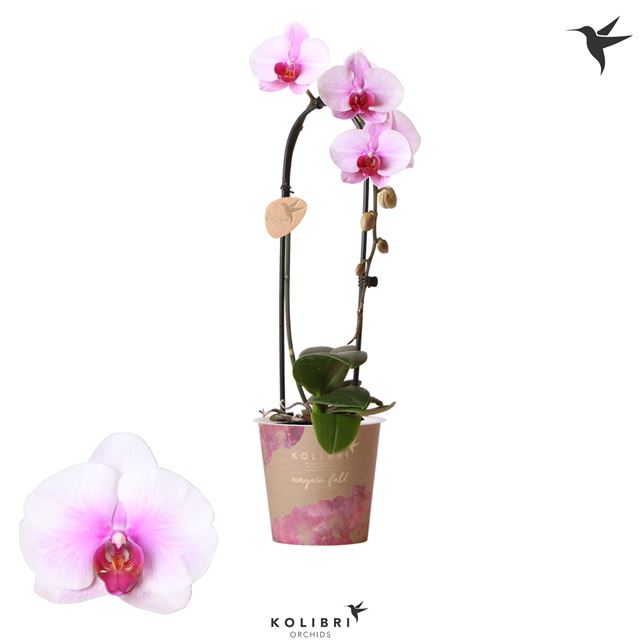 Picture of PHALAENOPSIS 01-STEM NIAGARA FALL PINK