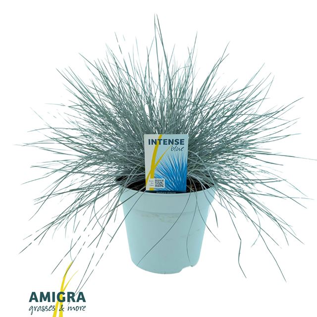 Picture of Festuca glauca intense blue