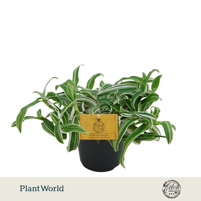 Picture of Murdannia loriformis alba aquilone