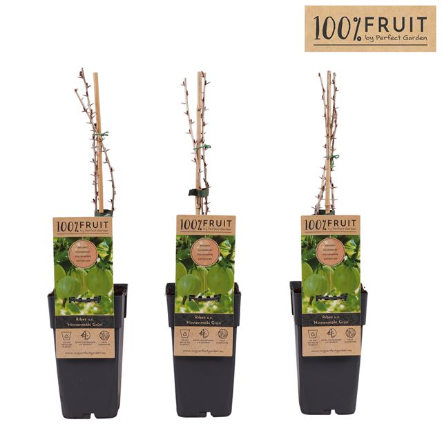 Picture of Ribes uva-crispa hinnonmaki green