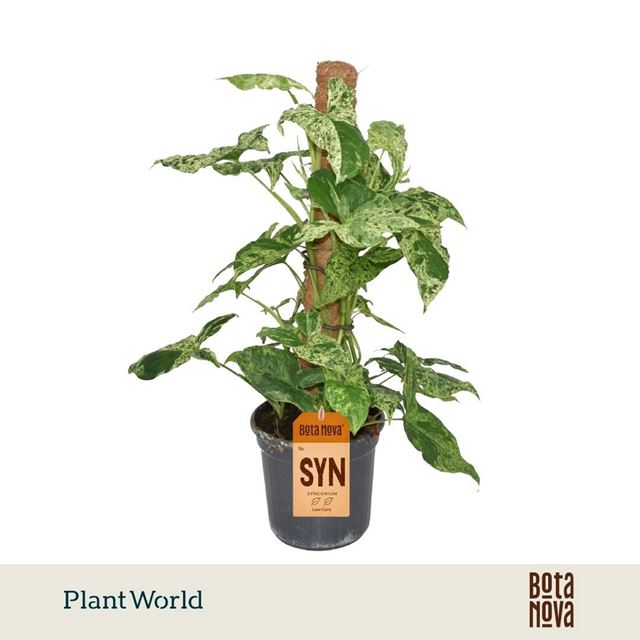 Picture of Syngonium mottled moss pole