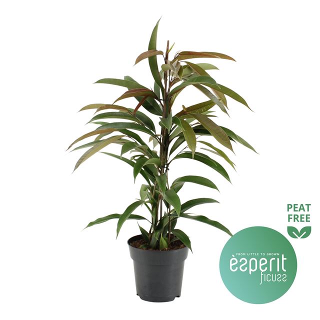 Picture of FICUS BINNENDIJKII AMSTEL KING