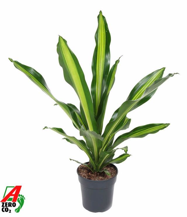 Picture of Dracaena fragrans burley head