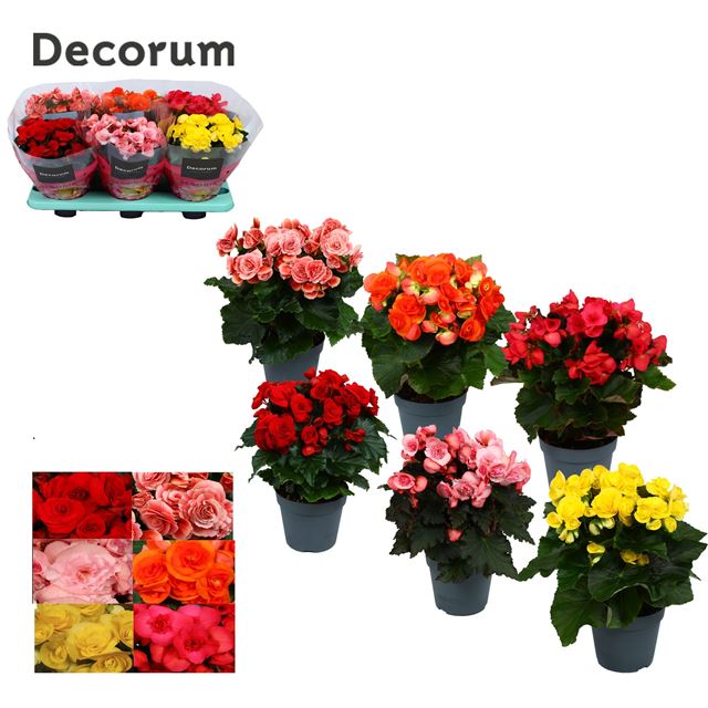 Picture of BEGONIA MIX