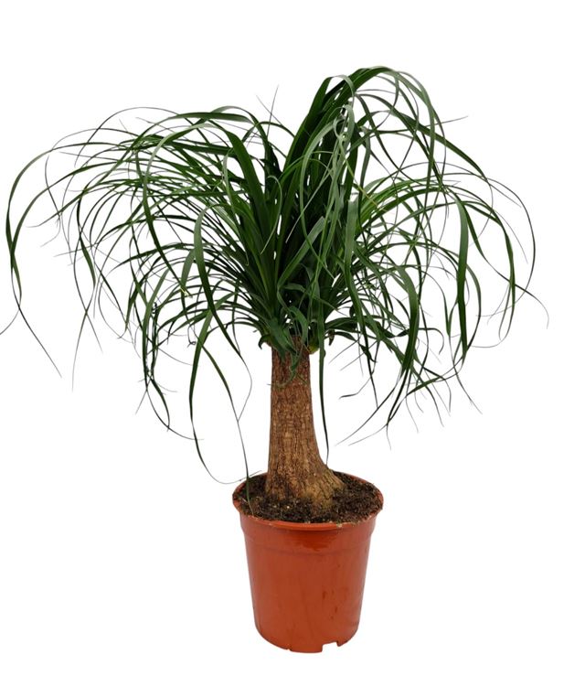 Picture of Beaucarnea recurvata nolina straight stem