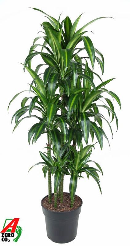 Picture of Dracaena fragrans hawaiiana carrousel 090