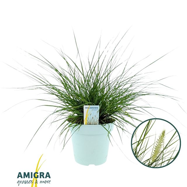 Picture of Pennisetum alopecuroides hameln