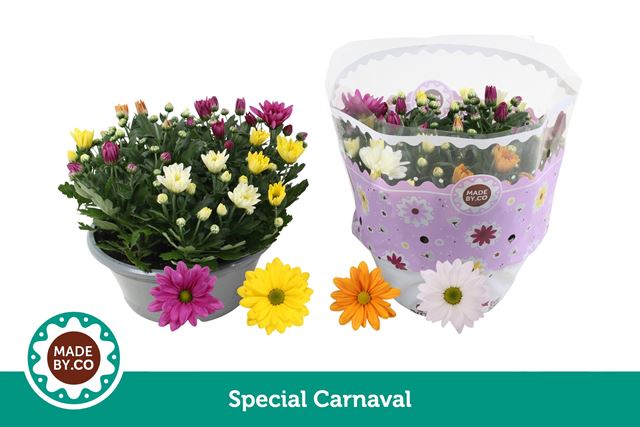 Picture of Chrysanthemum carnaval sweet mix