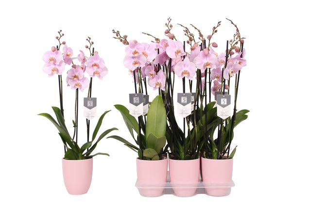 Picture of PHALAENOPSIS 03-STEM ROSION IN PINK CERAMIC