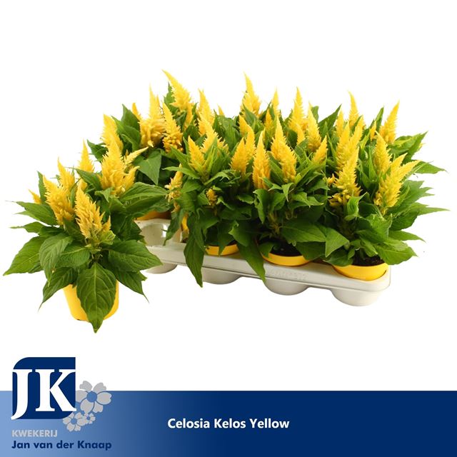 Picture of CELOSIA ARGENTEA KELOS FIRE YELLOW