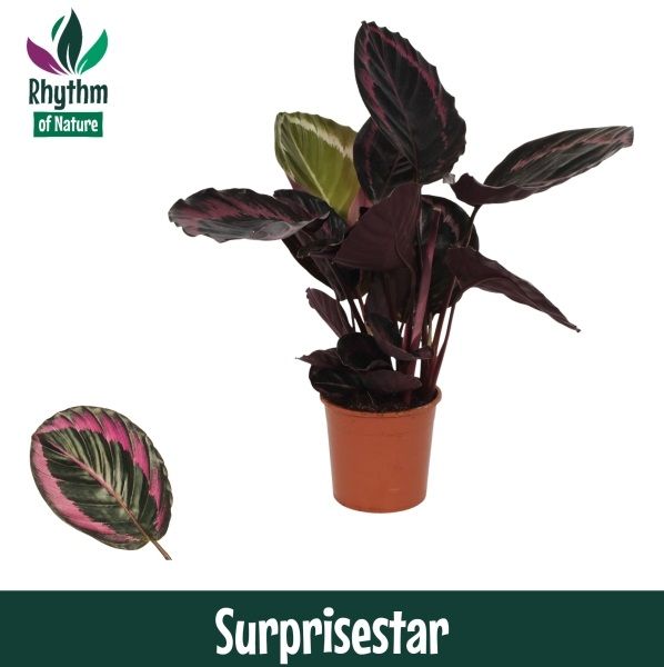 Picture of CALATHEA ROSEOPICTA SURPRISESTAR