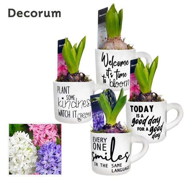 Picture of HYACINTHUS 01BULB CERAMIC FUNNY MUG