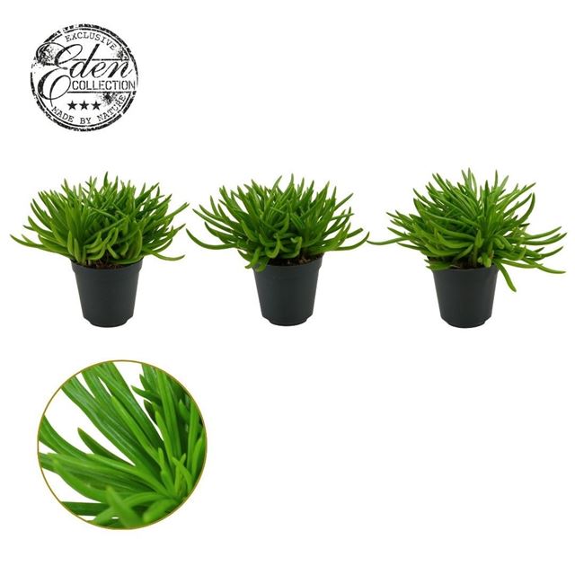 Picture of Senecio archeri himalaya