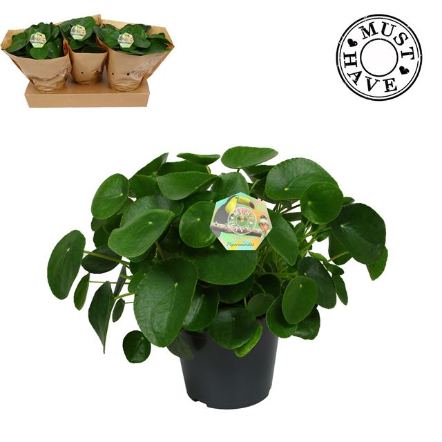 Picture of PILEA PEPEROMIOIDES