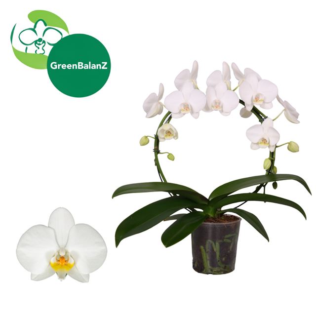 Picture of Phalaenopsis 02-stem hoop circlez white