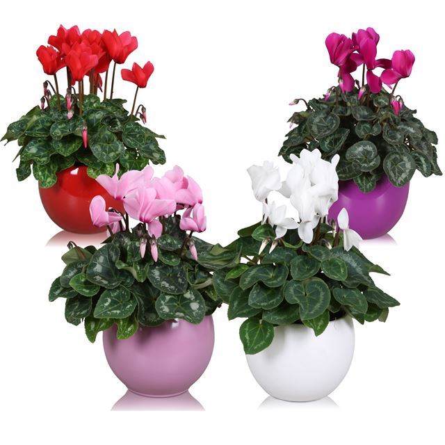 Picture of Cyclamen persicum mix in ceramic pot
