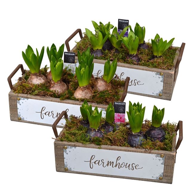 Picture of Hyacinthus 06bulbs wood farmhouse
