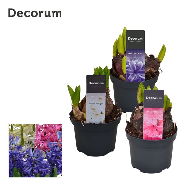 Picture of HYACINTHUS MULTIFLORA MIX