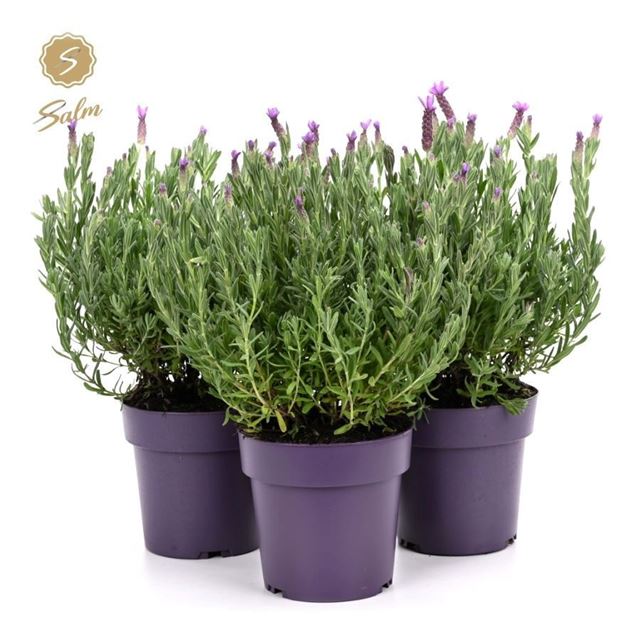 Picture of Lavandula stoechas