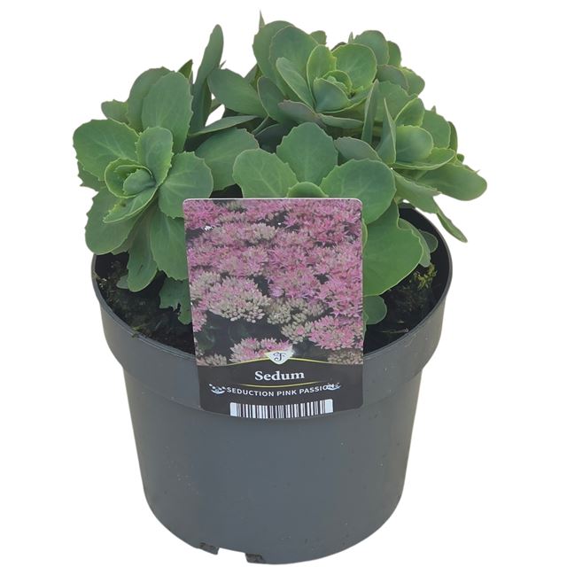 Picture of Sedum seduction pink passion