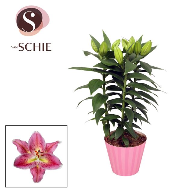 Picture of Lilium oriental 03pp pink in colourcoded ceramic