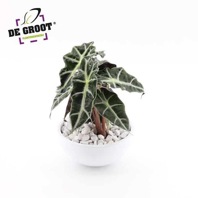 Picture of Alocasia polly in white ceramic