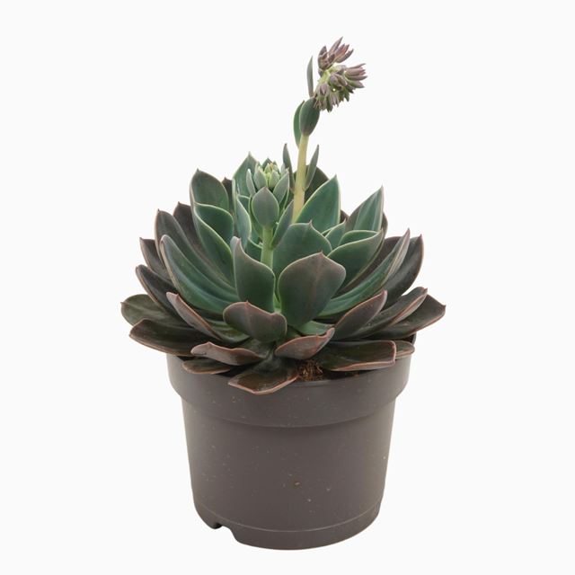 Picture of Echeveria blue prince