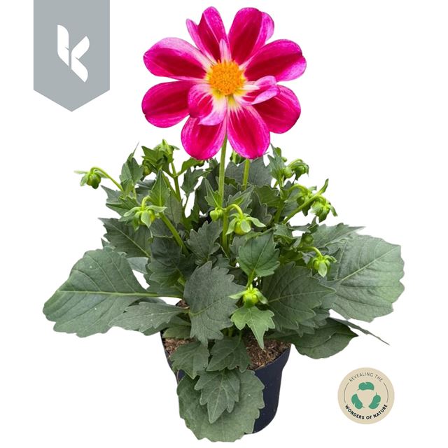 Picture of Dahlia summerbees purple bicolor