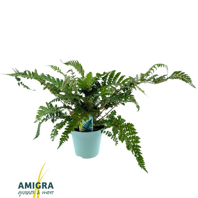 Picture of Polystichum polyblepharum jade