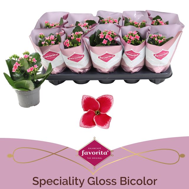 Picture of Kalanchoe single special pink