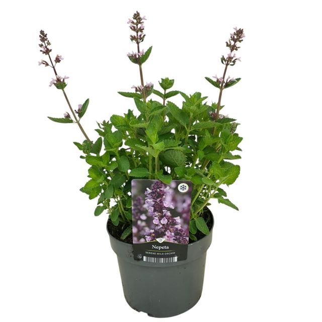 Picture of Nepeta serene wild orchid