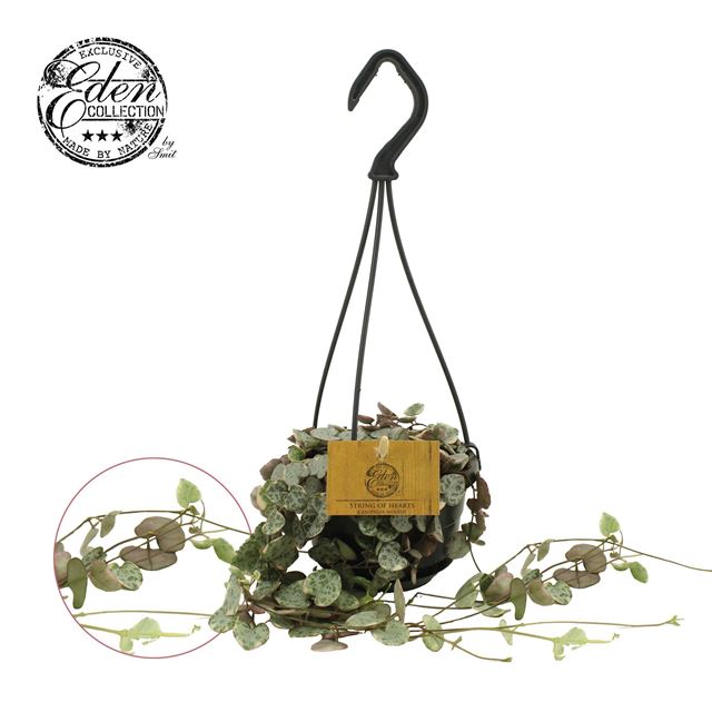 Picture of Ceropegia woodii variegata in hanging basket