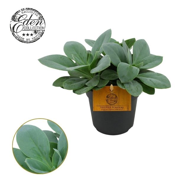 Picture of Senecio cephalophorus