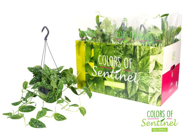 Picture of SCINDAPSUS PICTUS ARGYRAEUS IN HANGING BASKET