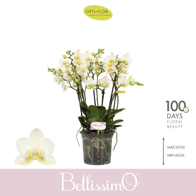 Picture of Phalaenopsis bellissimo bella