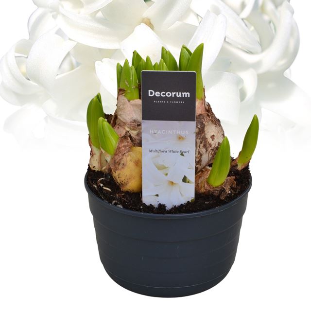 Picture of Hyacinthus multiflora white