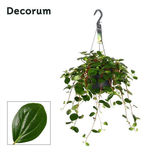 Picture of PEPEROMIA SMARAGD HANGING BASKET