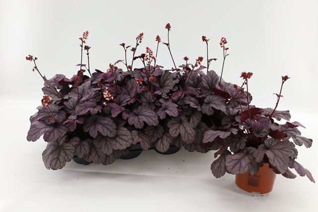 Picture of Heuchera sugar plum