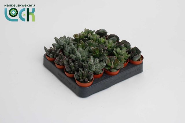 Picture of ADROMISCHUS MIX