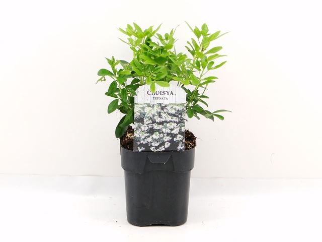 Picture of Choisya ternata