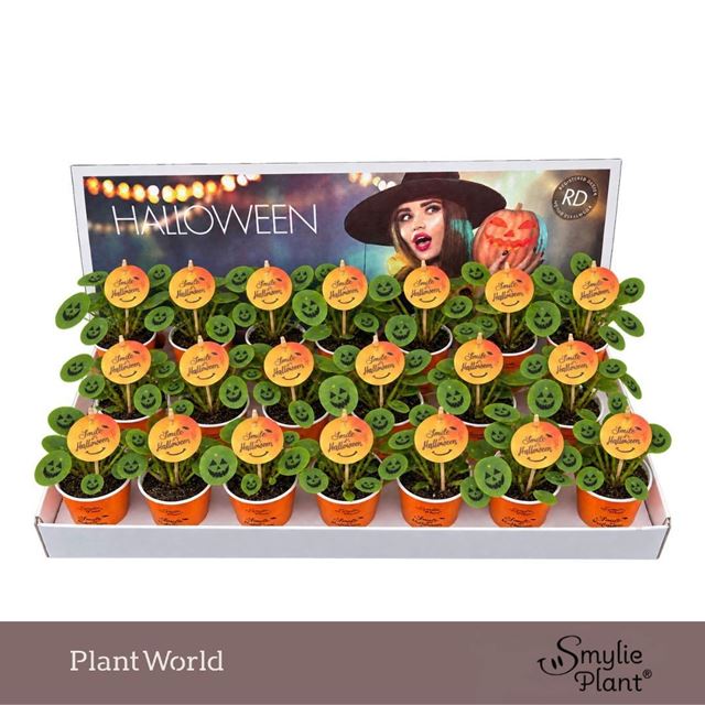 Picture of Pilea smiley plant halloween