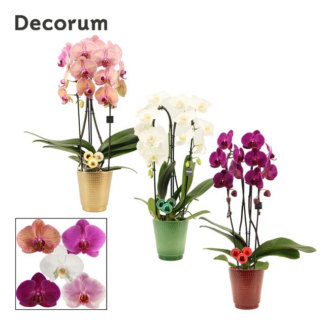 Picture of PHALAENOPSIS 02-STEM CASCADE MIX IN CERAMIC