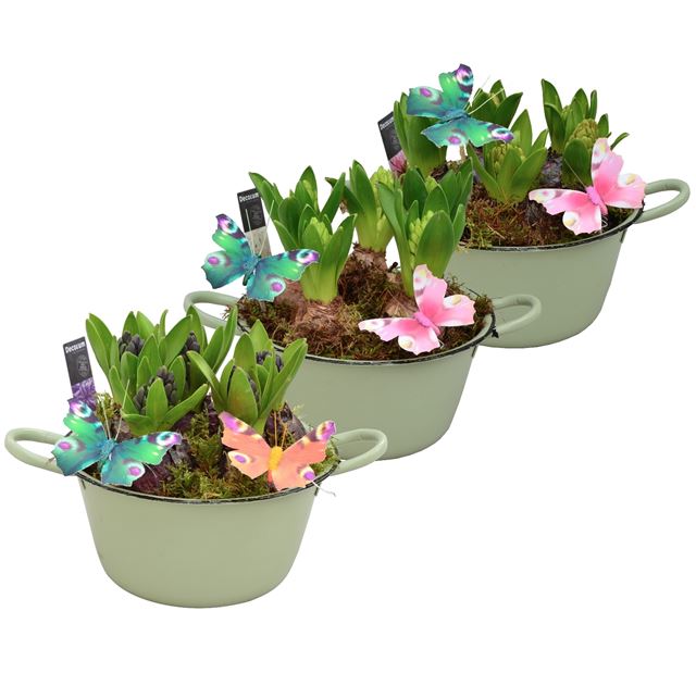 Picture of Hyacinthus 05bulbs email bowl