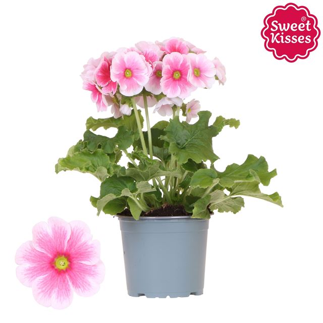 Picture of PRIMULA OBCONICA SWEET KISSES RED BLUSH