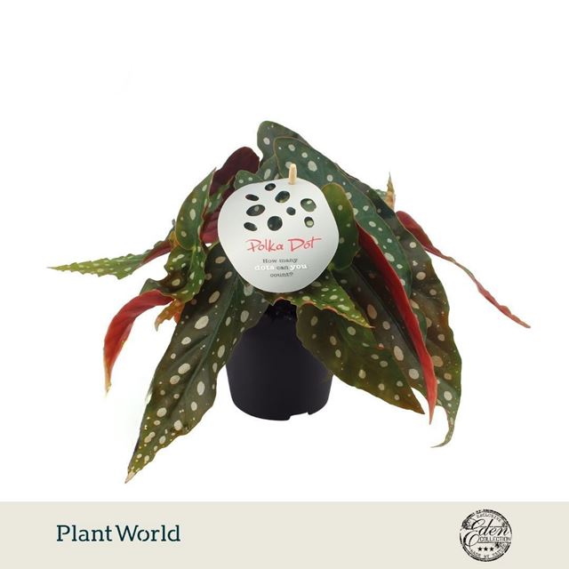 Picture of Begonia maculata polka dot