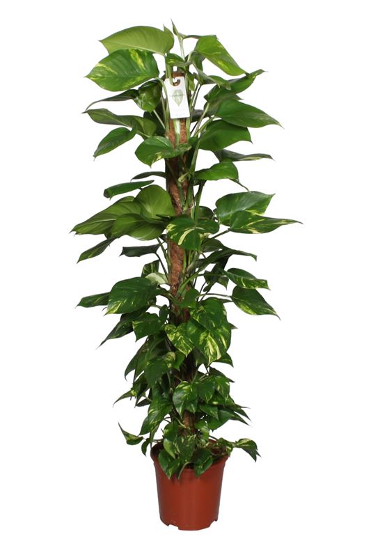 Picture of EPIPREMNUM PINNATUM AUREUM MOSS POLE 150CM