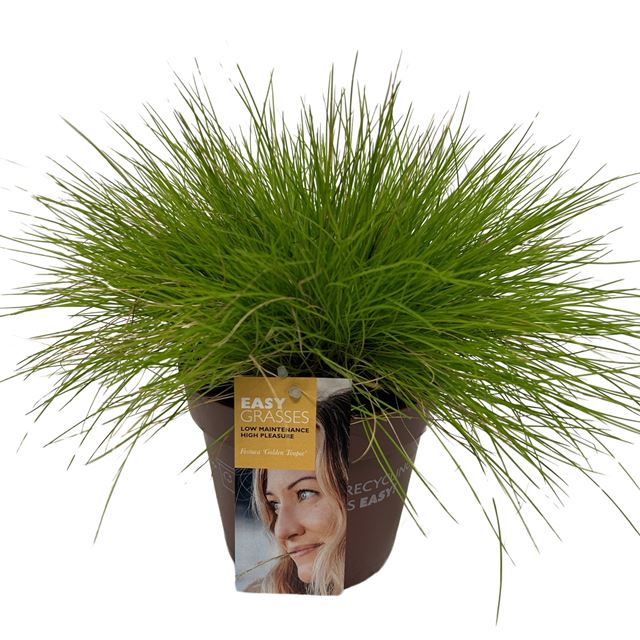 Picture of Festuca glauca golden toupee
