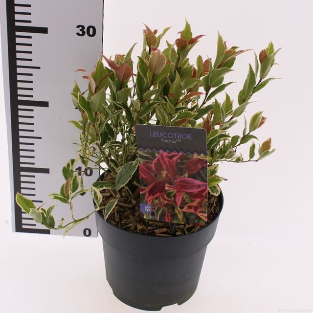 Picture of Leucothoe axillaris firestar